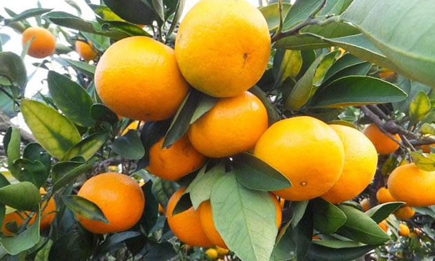 柑橘水溶肥案例展示